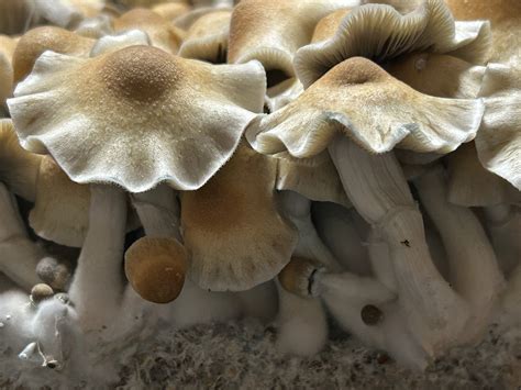 psilocybin mushrooms in kentucky 3