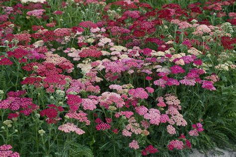 Тысячелистник Achillea (76 фото) - фото - картинки и рисунки: скачать ...