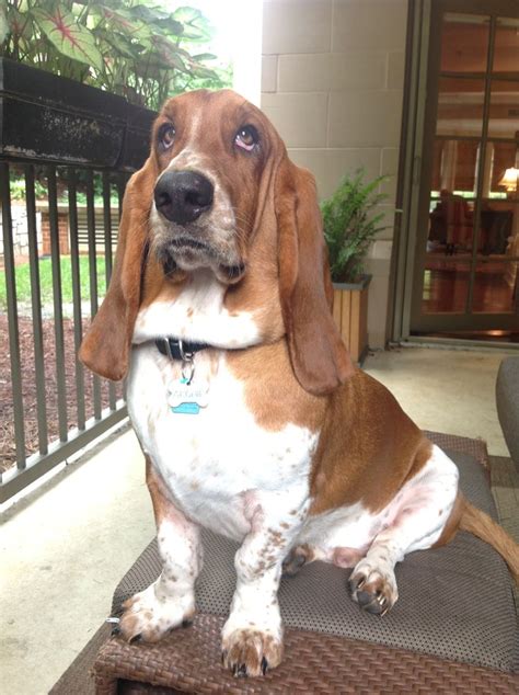 939 Best Basset Hounds Images On Pinterest Basset Hound Bassett