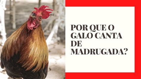Por Que O Galo Canta - POR QUE O GALO CANTA DE MADRUGADA | CURIOSIDADES SOBRE O CANTO DO GALO ...