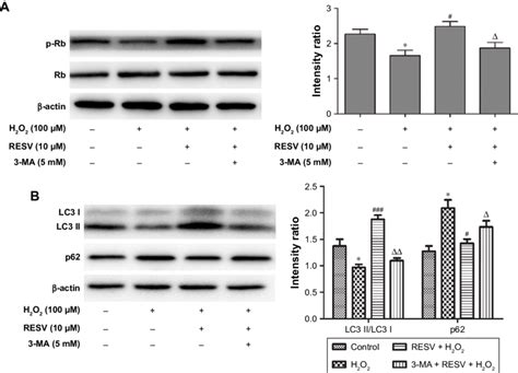 Effect Of Ma On The Anti Aging Effect Of Resv By Inhibiting