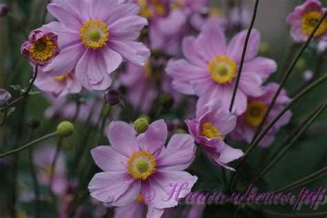 Многолетники