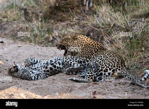 Leopard Panthera Pardus Male And Female Snarling Sabi Sands Game Reserve South Africa Stock