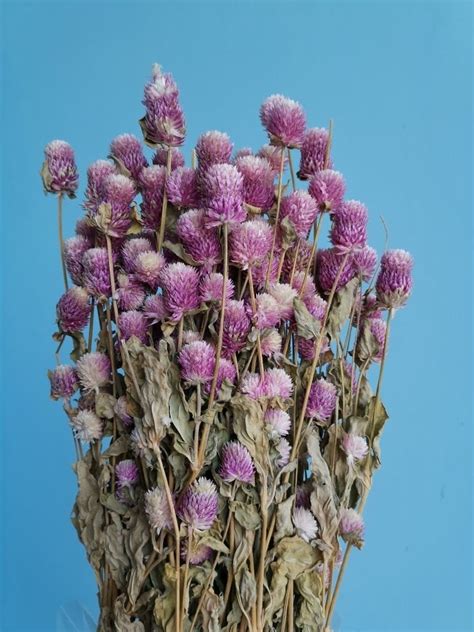 Гомфрена розово сиреневая сухоцвет Dec1192