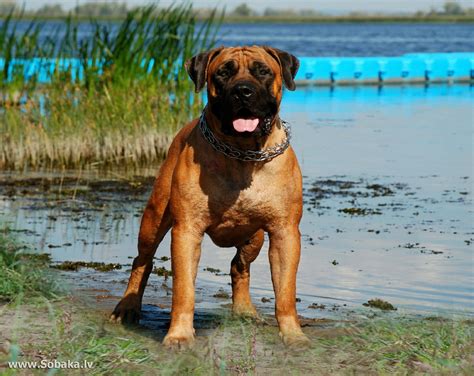 South african mastiff, Boerboel, Mastiffs