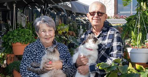 Whats New Pussy Cat Curious Cats Keep An Eye On Life At Highfields Gemlife Over S Resorts