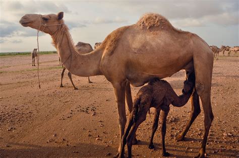 Camel Desert Tourism Free Photo On Pixabay Pixabay