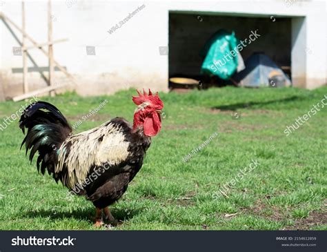 Old Banat Naked Neck Rooster Standing Stock Photo Shutterstock