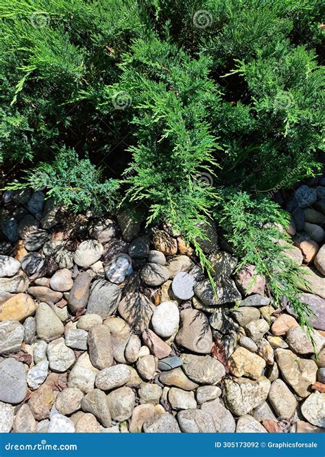 Siberian Cypress on a Pebble Terrain Stock Photo - Image of monrovia