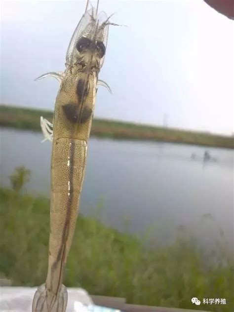 【虾病防治】如何治疗对虾肠炎和空肠空胃？秘诀在这里！！！肠道