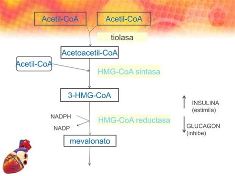 Cetogenesis Cetolisis PPT