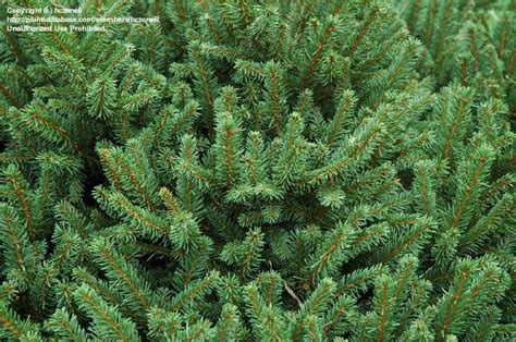 PlantFiles Pictures: Dwarf Norway Spruce 'Pumila' (Picea abies) by hczone6