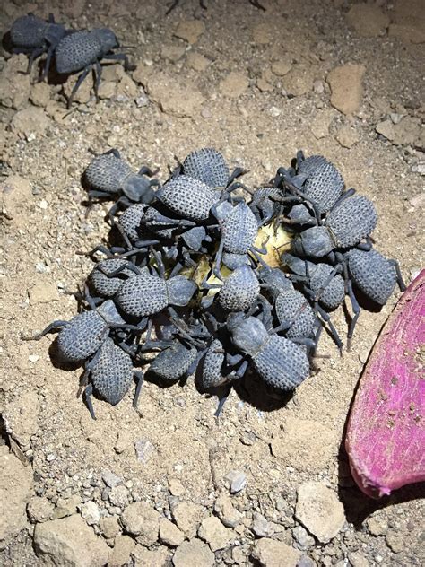 Blue Death Feigning Beetle (Asbolus verrucosus) - Beetles - Bug Pets ...