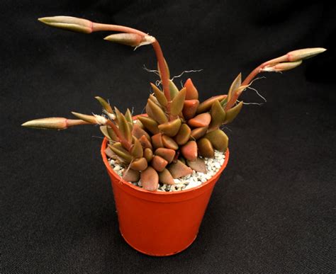 Anacampseros rufescens - Surreal Succulents