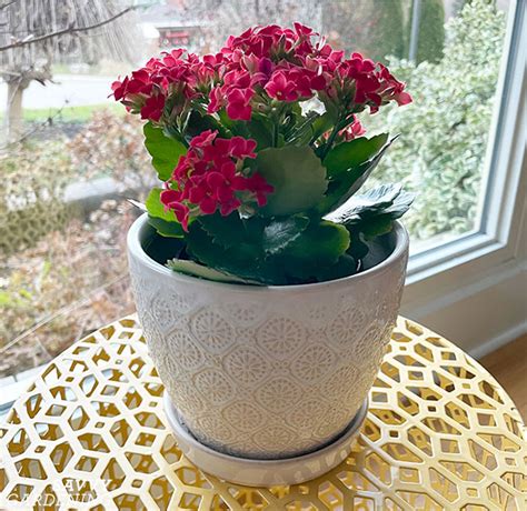 Kalanchoe Care: Tips to Help Your Plant Thrive Indoors