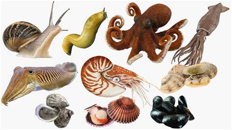 Mollusca Examples