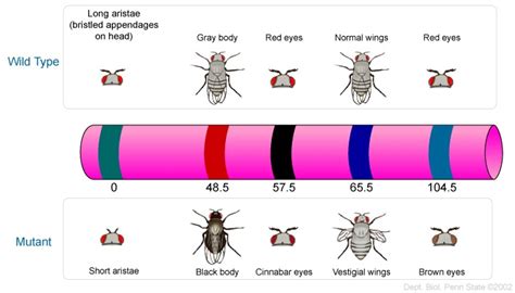 Genetic Mapping Drosophila Fruit Fly Genetics Science Biology Weird Science