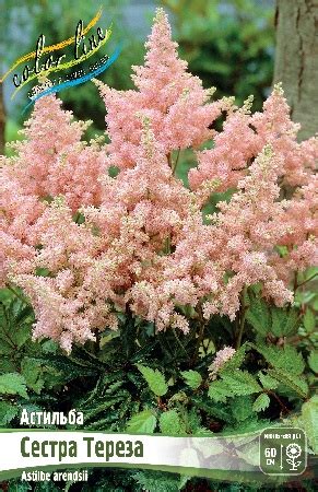 Колорлайн | Купить корни многолетников оптом в упаковке и в БигПаках в ...