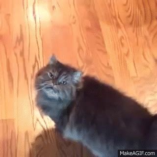 Yass Cat Vine 5 Minute Loop On Make A Yass Cat Vine 5 Minute Loop On Make A
