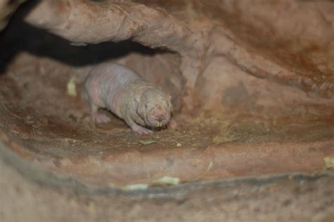 Facts About Naked Mole Rats