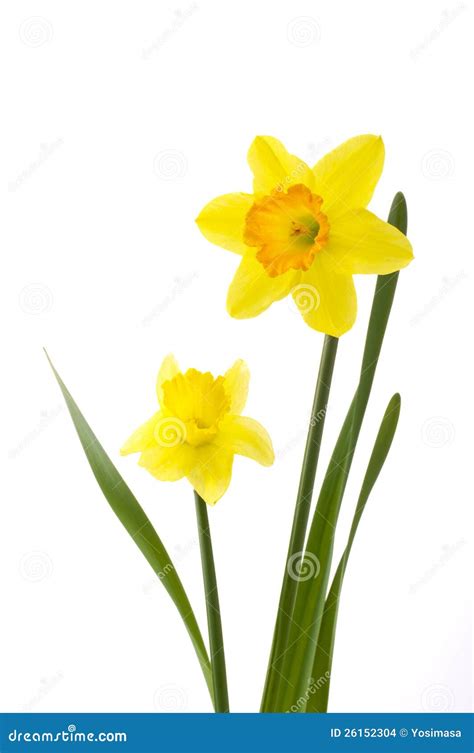 Jonquil Flower Stock Images - Image: 26152304