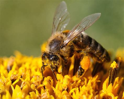 kostenlose bild biene bluetenstaub blume nektar insekt fluegel essen
