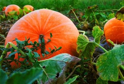 Чем отличаются кустовые тыквы от длинноплетистых | Тыквы, Выращивание ...
