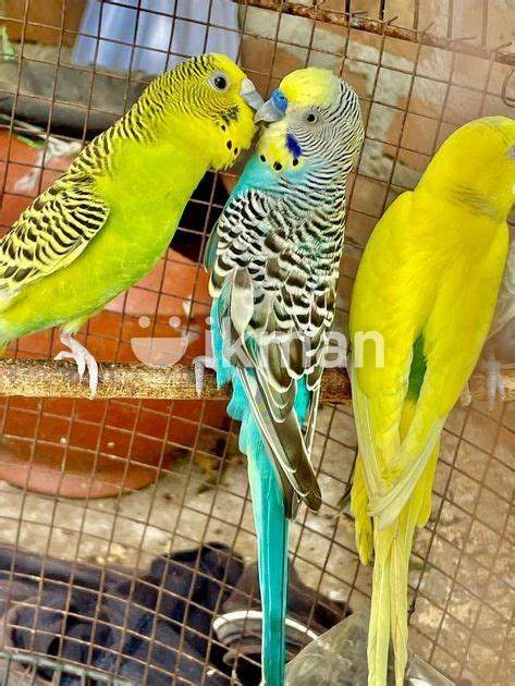 Finches Birds For Sale In Kalmunai Ikman