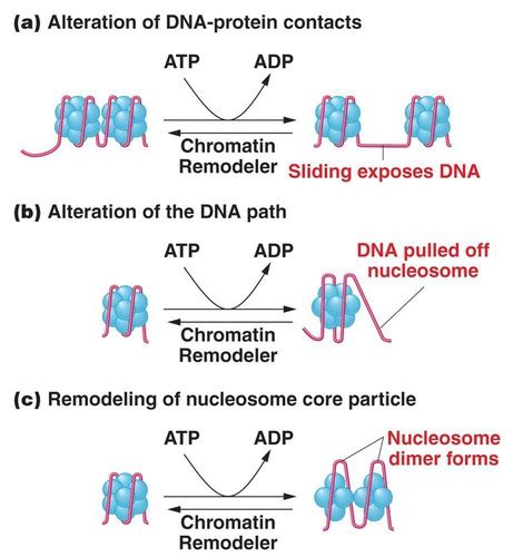 Biol Regulation Of Gene Expression In Eukaryotes Flashcards