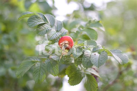 Rose Hip Fruit Stock Photo | Royalty-Free | FreeImages