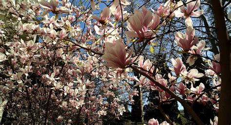 Магнолия Суланжа 'Александрина' — путеводитель по отдыху в Крыму