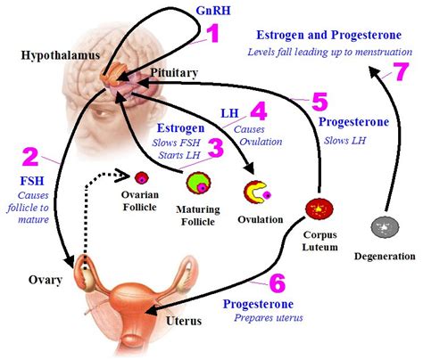 Produces Hormones Female At Elaine Glass Blog