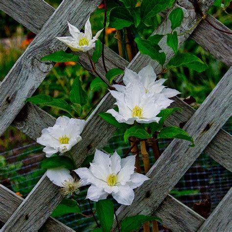 Clematis 'Isago' | White Flower Farm