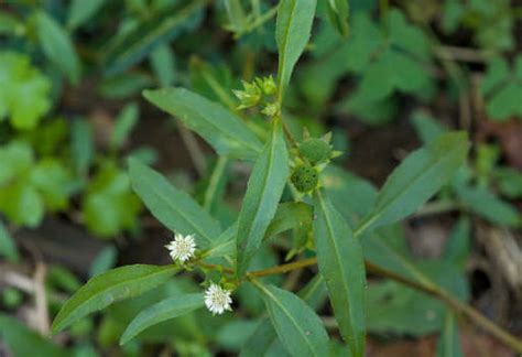 Health Benefits of Eclipta - Properties & Uses