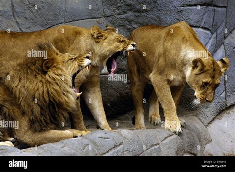 Fierce Lion Hi Res Stock Photography And Images Alamy