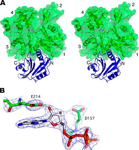 Figure 1 from Structure of the actin-depolymerizing factor homology ...
