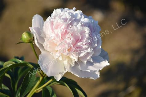 The Mister Ed Peony | Adelman Peony Gardens
