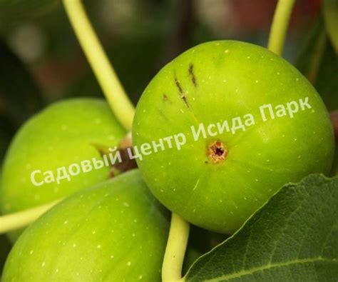Инжир Закавказский зелёный саженцы купить в Москве и Подмосковье в ...
