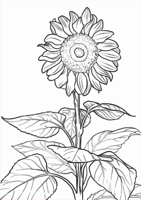 gambar sketsa bunga mudah bunga matahari mawar tulip teratai