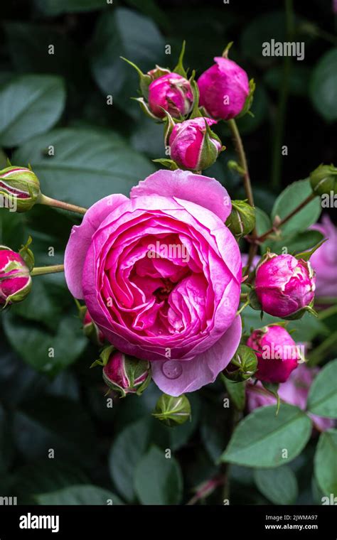 Flowers of ‘Pomponella’ Floribunda Rose Stock Photo - Alamy