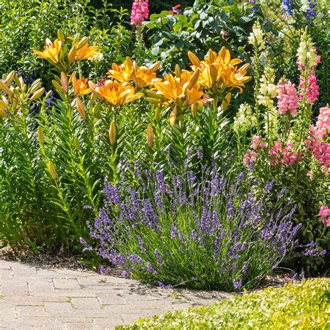 Perennials Plants