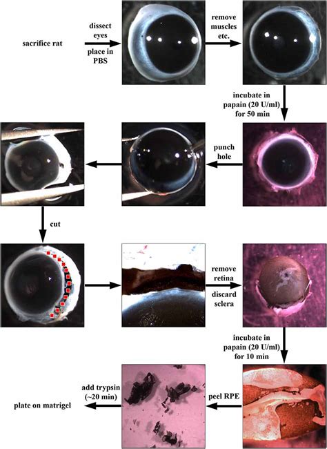 Frontiers A Method For The Isolation And Culture Of Adult Rat Retinal