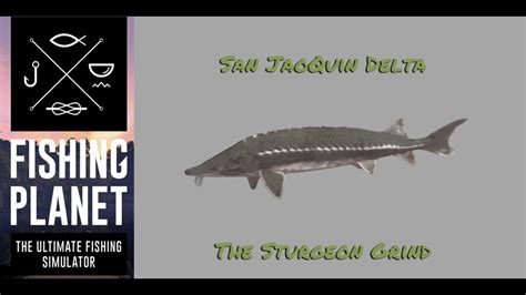 Fishing Planet San Joaquin Delta Sturgeon Youtube