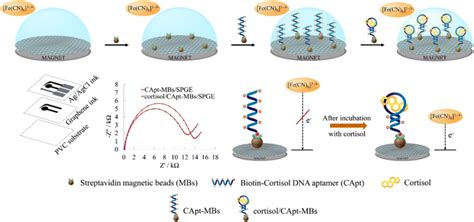 Schematic illustration at four different stages of the aptamer-based ...