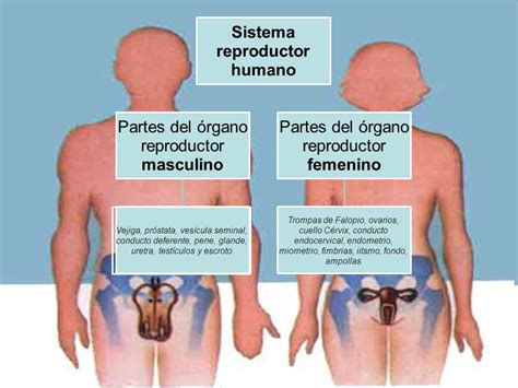 Cuadros Comparativos Entre Sistema Reproductor Femenino Y Masculino