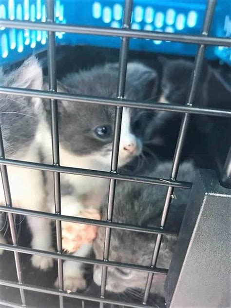 Man Who Dumped Five Kittens In Hot Carrier Faces His Day In Court Kittens All Happily Adopted