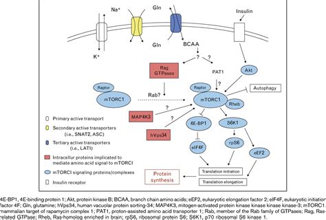 Essential amino acid sensing, signaling, and transport in th ...