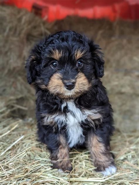 Aussie Poo Puppies For Sale | Louisa, VA #509266 | Petzlover