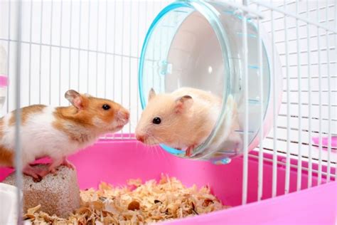 memelihara hamster  lucu  intip tips perawatan hamster