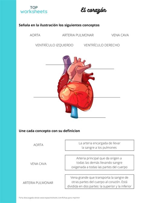 Verb To Be Ficha Para Imprimir Topworksheets Hot Sex Picture